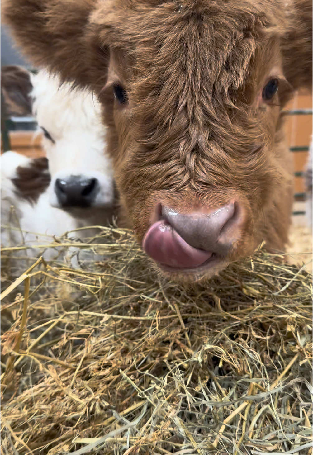 These Christmas babies have found their homes! We will be having more babies at the begining of the New Year for those of you interested in owning one of these fluffy cows. Stay tuned 🥰🐮 #fyp #minicow #fluffycow #highlandcow 