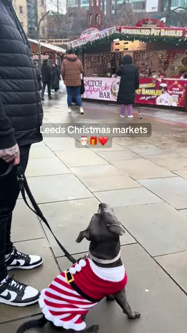 I LOVED all the attention i got 🥺 Sooo many people came to say hello 🫶🏻 #staffylovers #staffy #christmas #staffysoftiktok #fyp #staffie #foryou #mileythebluestaffy #fyppp #bullybreeds #dog #funnydog #christmas #christmasmarket #leeds #leedschristmas 