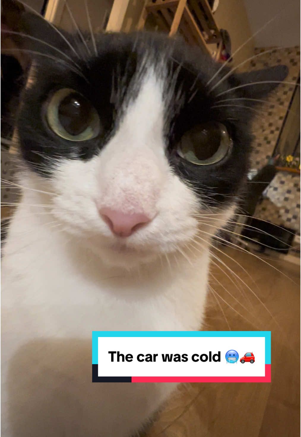 The car took a while before it had an accident!  #cat #lilochipie #car 