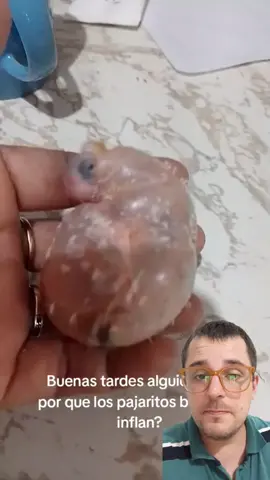 Periquito balão! 😮 Você já sabia?! Comente aqui. 👇👇 . . #profatilio #medvet #animal #animais #animals #natureza #medicinaveterinaria #biologia #wildlifefacts