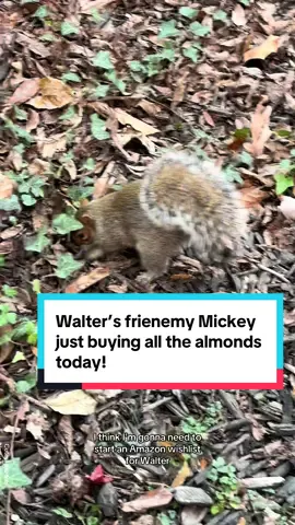 Mickey’s tiny little brain will never remember where he put those almonds! 🤪😩 #walterthesquirrel #squirrel #squirreltok #squirrelsoftiktok #cuteanimals #cuteanimalvideos 