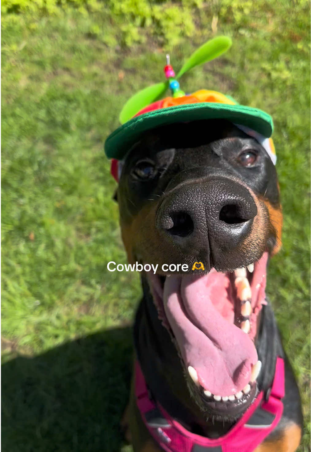 Cowboy being Cowboy 🫶 #dogsoftiktok #dogcontent #doberman #sillydog 