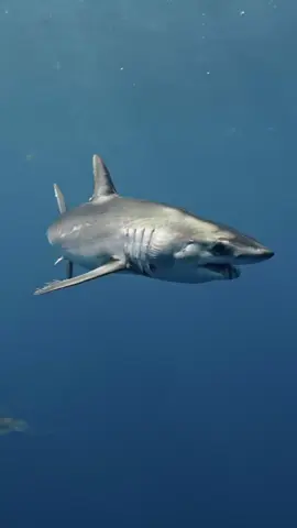 The mako shark (Isurus oxyrinchus), also known as the shortfin mako shark, the mackerel shark, or the sharpnose shark, is a large species of shark, a member of the lamniformes family. It is the fastest shark, capable of swimming at speeds of up to 70 km/h. Although both sexes grow at about the same rate, females are generally larger, more robust, and live longer. The average length of a mako shark is 2–2.9 meters (6.6–9.2 ft), or according to other sources 3.2–3.8 m (10.6–12.2 ft), and the weight can range from 60 to 400 kg (130 to 990 lb). The largest recorded male weighed 454 kg (1,000 lb) and measured 4.02 m (13.6 ft), while the largest recorded female measured 3.96 m (1,500 lb) and weighed 794 kg (1,600 lb). Mako sharks are remarkably agile. They have an elegant body shape with a long, conical snout, and at the same time have a more hydrodynamic body shape than any other shark species.  The body shape in combination with aerobic muscle mass, typical of the family of lamniform sharks, allows it to develop high speed and mobility. The caudal fin is crescent-shaped, the second dorsal fin is significantly smaller than the first. In younger sharks, the tips of the pectoral and first dorsal fins are more rounded. The skin of this species is very rough. It is also specific for its sharp teeth protruding from the mouth, which are well adapted to catching especially smaller and faster prey. It does not often seek out larger creatures, including humans, therefore it is not a particularly dangerous species. Characteristic features edit The teeth are visible even when the mouth is closed. The teeth are long and slender with smooth humps. Distinctive shading, blue on the back and white on the belly. Slightly short pectoral fins. 🦈🙏