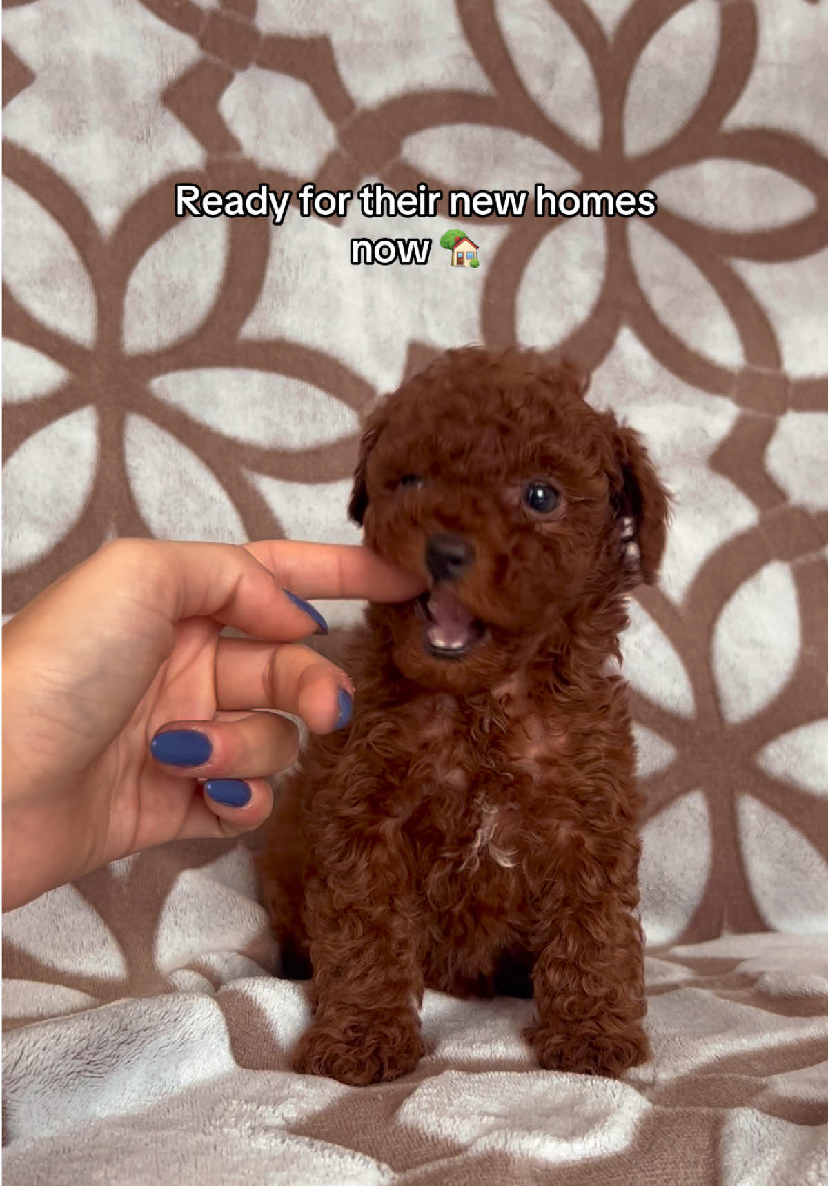 Waiting for their new loving homes 🏡    #laval #mtl #montreal #poodle #toypoodle #adoptme #puppiesoftiktok #redtoypoodle #dogsoftiktok 