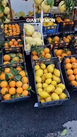 giant lemon #lemon #giant 