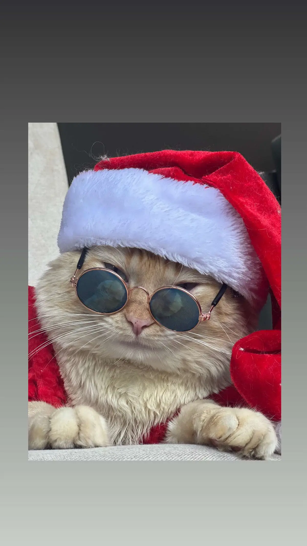 #natal #christmas #catsoftiktok #funk 