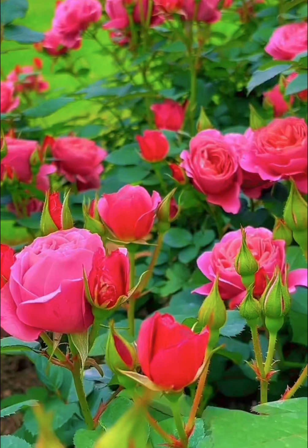 #🌹🌹🌹🌹🌹🌹🌹🌹🌹🌹🌹🌹  #beautiful flower#flowers#おすすめ #flypシ#hottrend #HealingJourney #scenery #nature #capcut #景色 #good #viraltiktok  #綺麗 #日本の風景 #아름다운 꽃