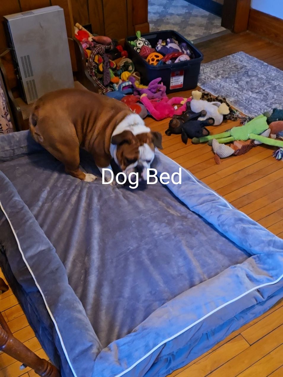 #tiktokchristmas #holidayhaul #tiktokcybermonday #tiktokblackfriday #falldealsforyou #shop #TikTokShop #tiktokshopblackfriday #tiktokshopcybermonday #tiktokshopfinds #Gift #awesome #dogbed #dog #dogs #dogsoftiktok #pet #orthopedics #bed #dogpack 