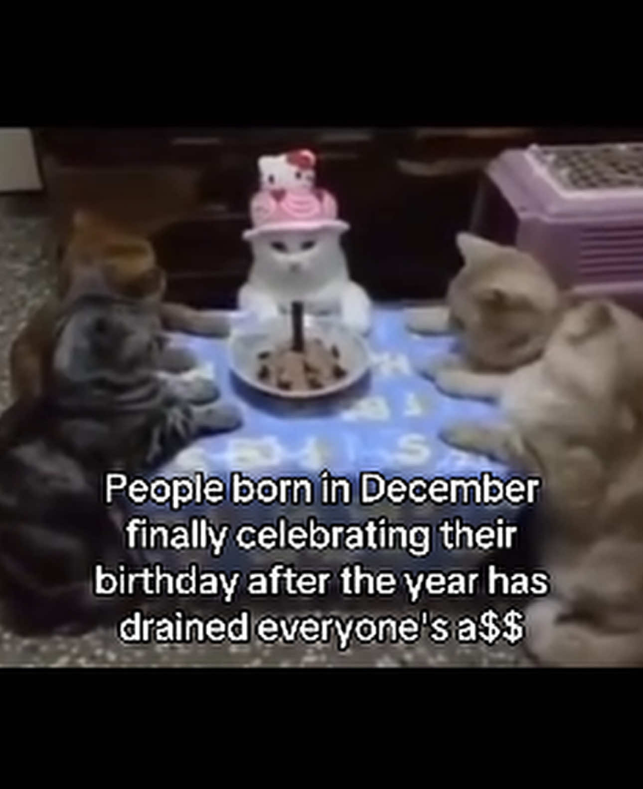 Yeah #december #birthday #christmas #friends #cats #foryoupage #fy #fyp #foryou #viral #decemberbaby 