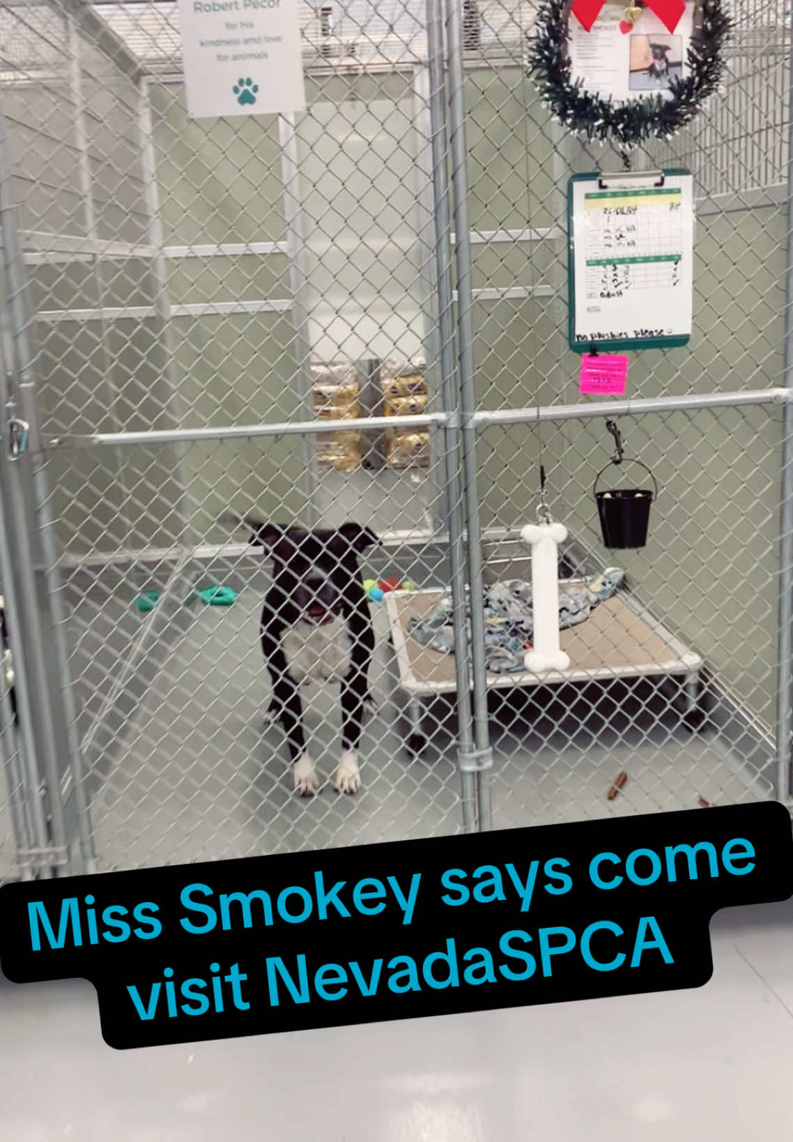 🫧This bubbly and energetic girl is Miss Smoky!✨ Miss Smoky is 13 years young (77lbs) and has plenty of energy to spare for her new family! Toys, especially tennis balls, and belly rubs are her favorite! 🎾 She is always ready for a nice walk, followed by some quality cuddle time. 💕 Come meet Miss smoky here at Nevada SPCA! 🐾 *Meet and greet with any current household dog is required* #shelterpets #adoptashelterpet #adoptdontshop #nokillshelter #lasvegas #nevadaspca #pitbullsoftiktok