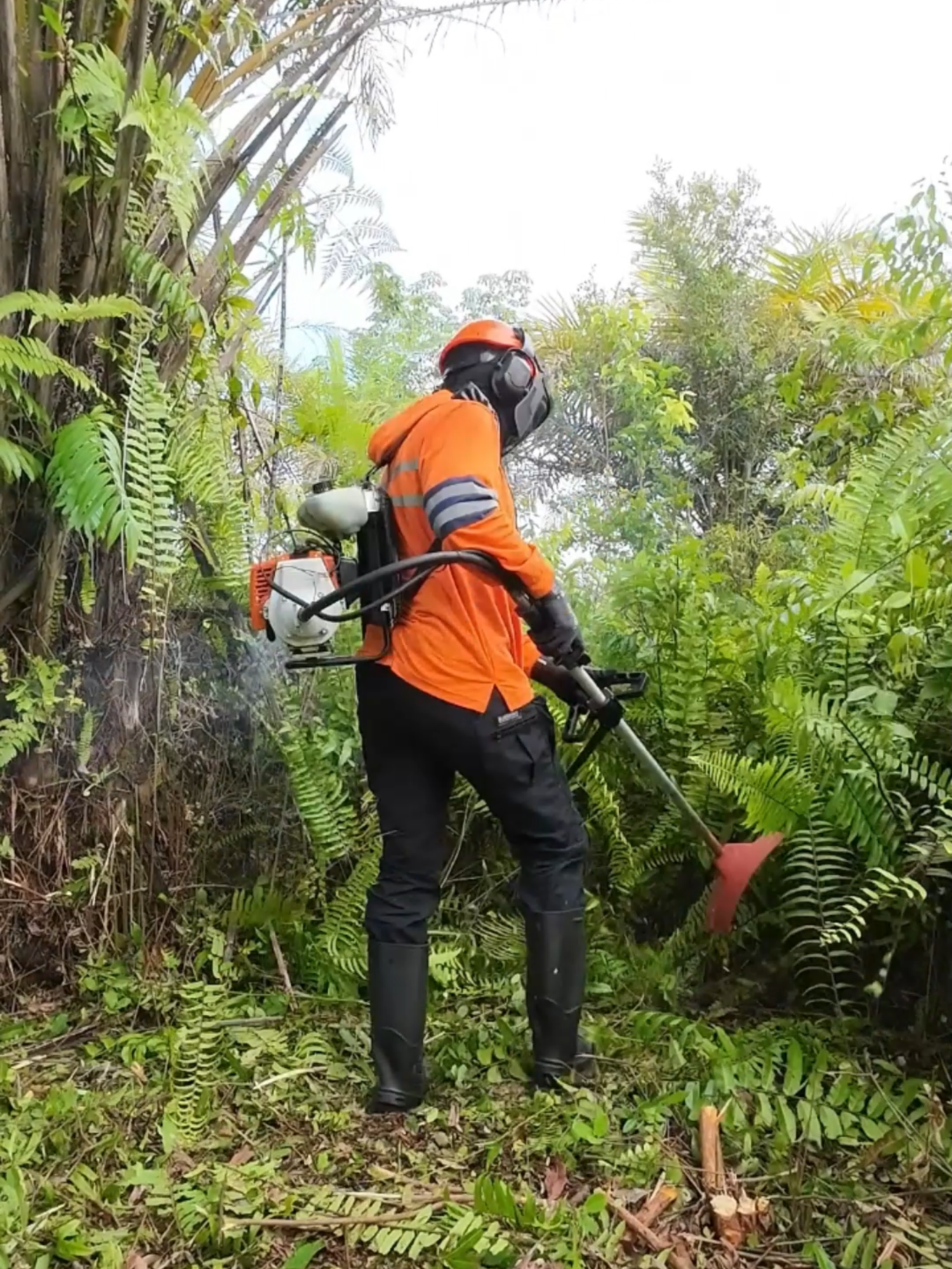 Pesanan Anda telah dibatalkan ⚠ #fyp #foryoupage #viral #berkebun #kebun #kebunsawit #mesinpotongrumput #stihl #foryou #petanimilenial #petanisawit #petanimuda #brushcutter #lawncare #lawntiktok #semak #kalimantan #kalimantantengah #cleaning #cleaningtiktok