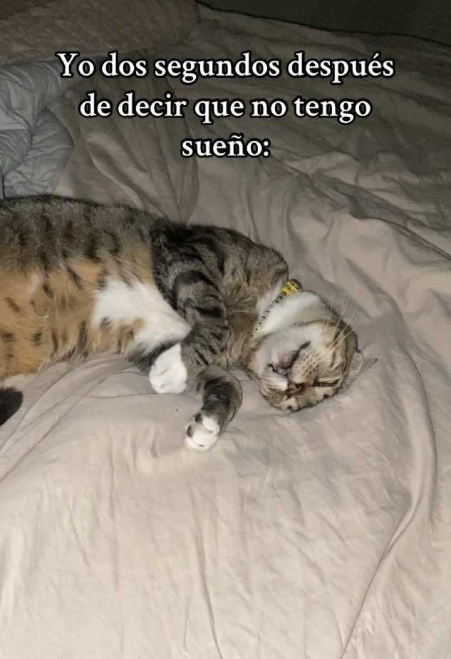 🤣 #paratiiiiiiiiiiiiiiiiiiiiiiiiiiiiiii #viral_video #catslovers #gatitos #catsoftiktok #catsvideo 