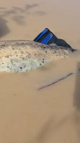 #fishing #pesca #wędkarstwo #catfish #siluro #sum #bigfish 