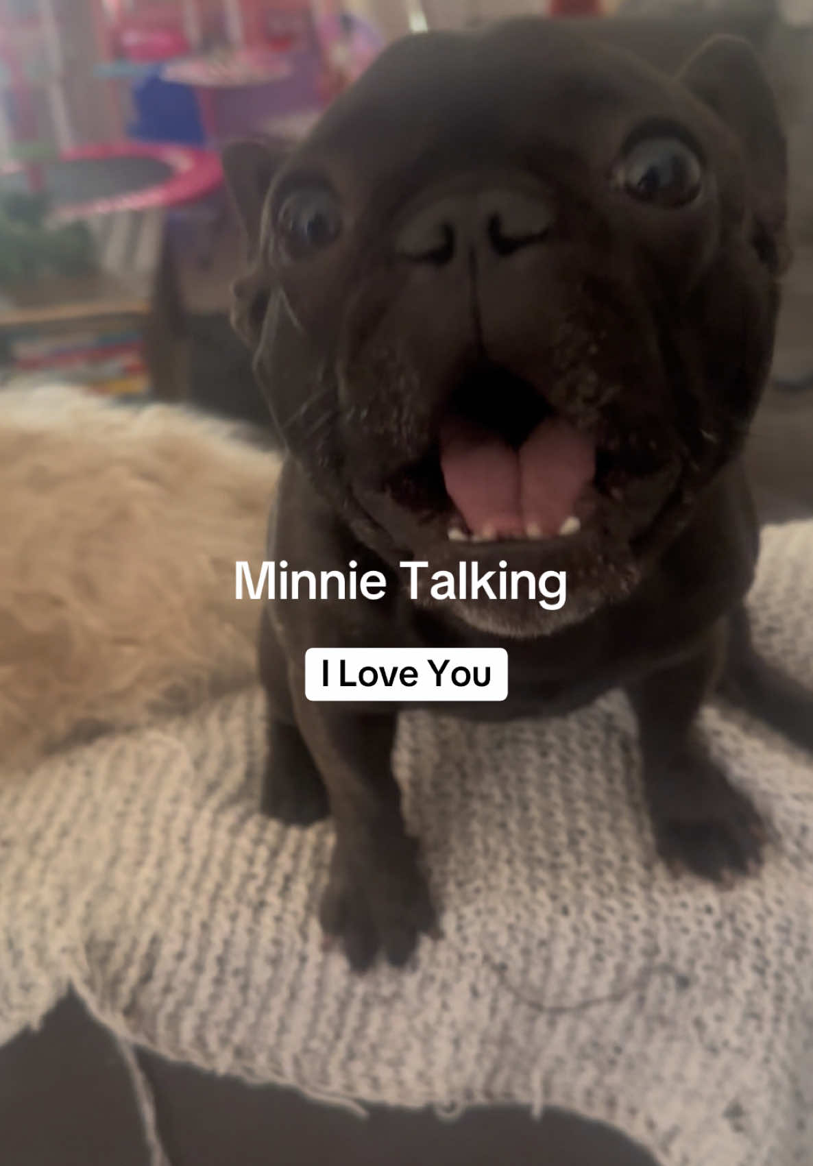 Sweet Minnie Loves you #mydogtalks #talkingdogs #frenchie #frenchbulldog  #amazing  #iloveyou @Frenchie zone @French Bulldog @Cesar Millan @Snoop Dogg 