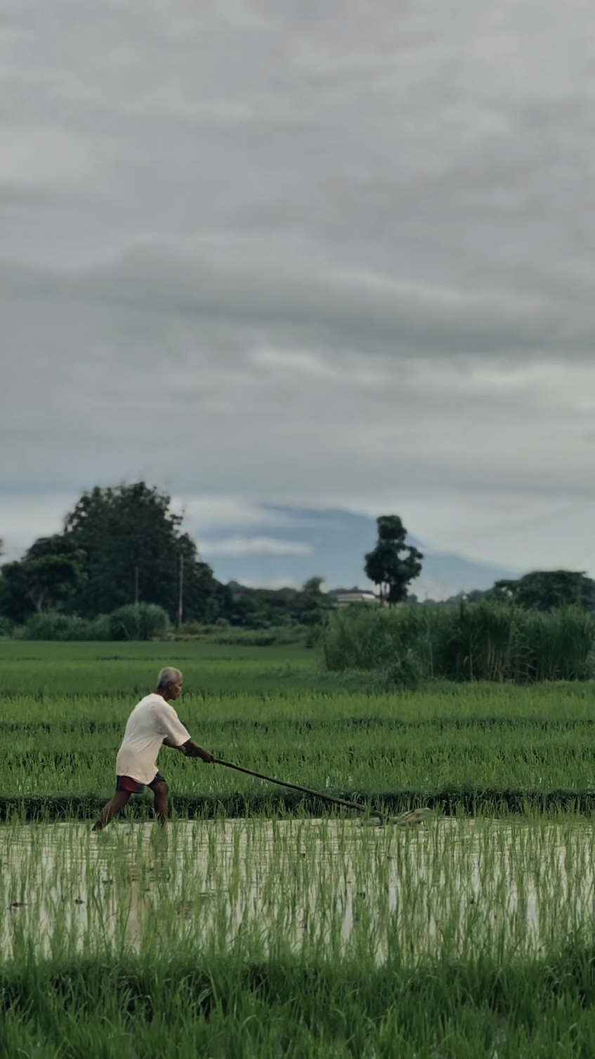 #CapCut sugeng enjing jogja bagian selatan 🗻 #sawah #petanimuda #pegunungan #persawahan #fyp 