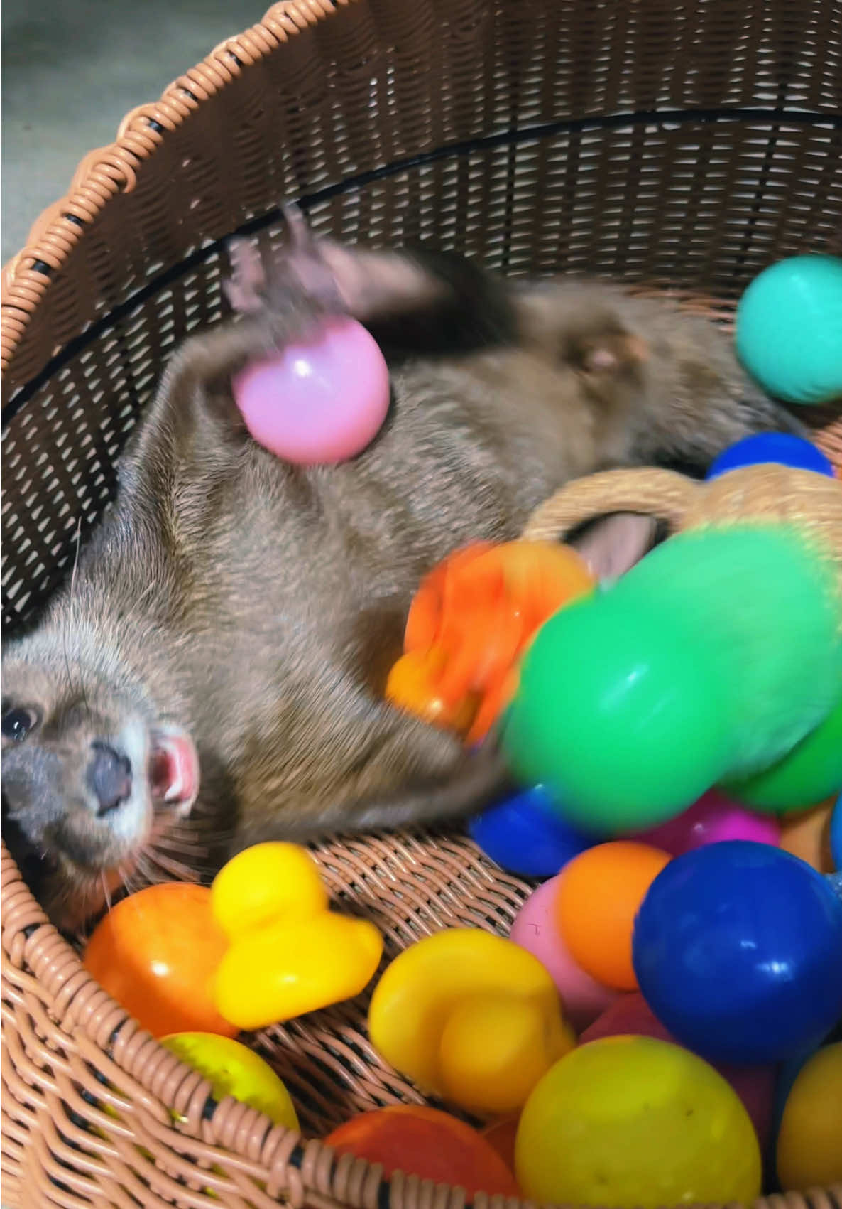 POV: When the basket of toys is LIFE 🎉🦦🥳😍💝❤️💕 #otter #havingfun #otters #cute #otters #ottersoftiktok #excited #imsoexcited #fyp #foryoupage #fypシ #animallover #playtime 