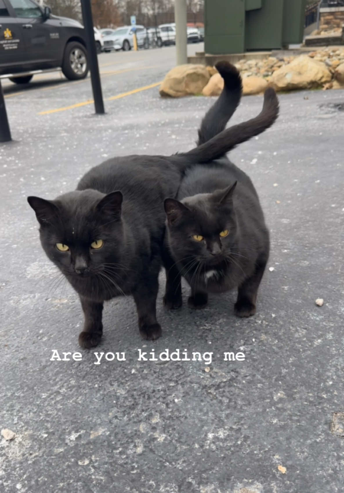 How cute 🥺 #catsoftiktok #blackcats