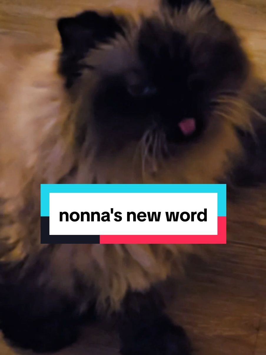 She's learning more words, just not sure what these ones are so happily accepting translations! 🥰 Also classic Nonna move at the end 😅 #talkingcat #seniorcatsoftiktok #persiancat #munchkincats 