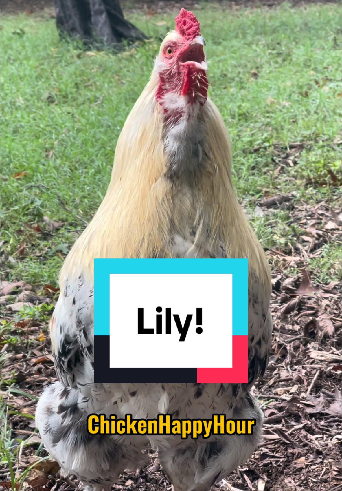 Frankie calls for #lily #lili #lilly #liliana #rooster #chicken #funnyanimals #memesdaily #chickensoftiktok #chickenhappyhour  