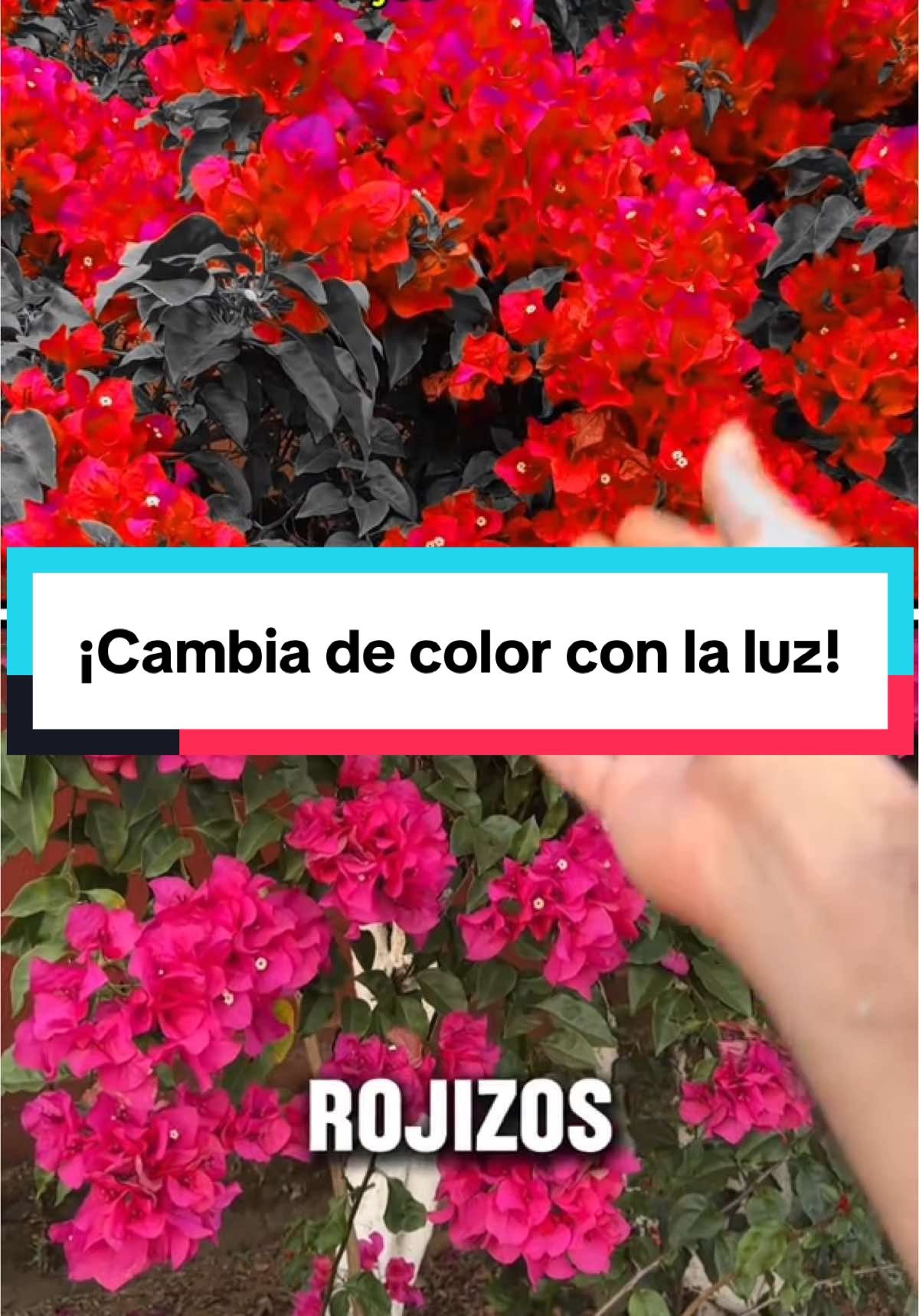 Respuesta a @meza_rio206 ¿Por qué vemos COLORES? La teoría del color  #ciencia #AprendeEnTikTok #cienciaentiktok #datoscuriosos 