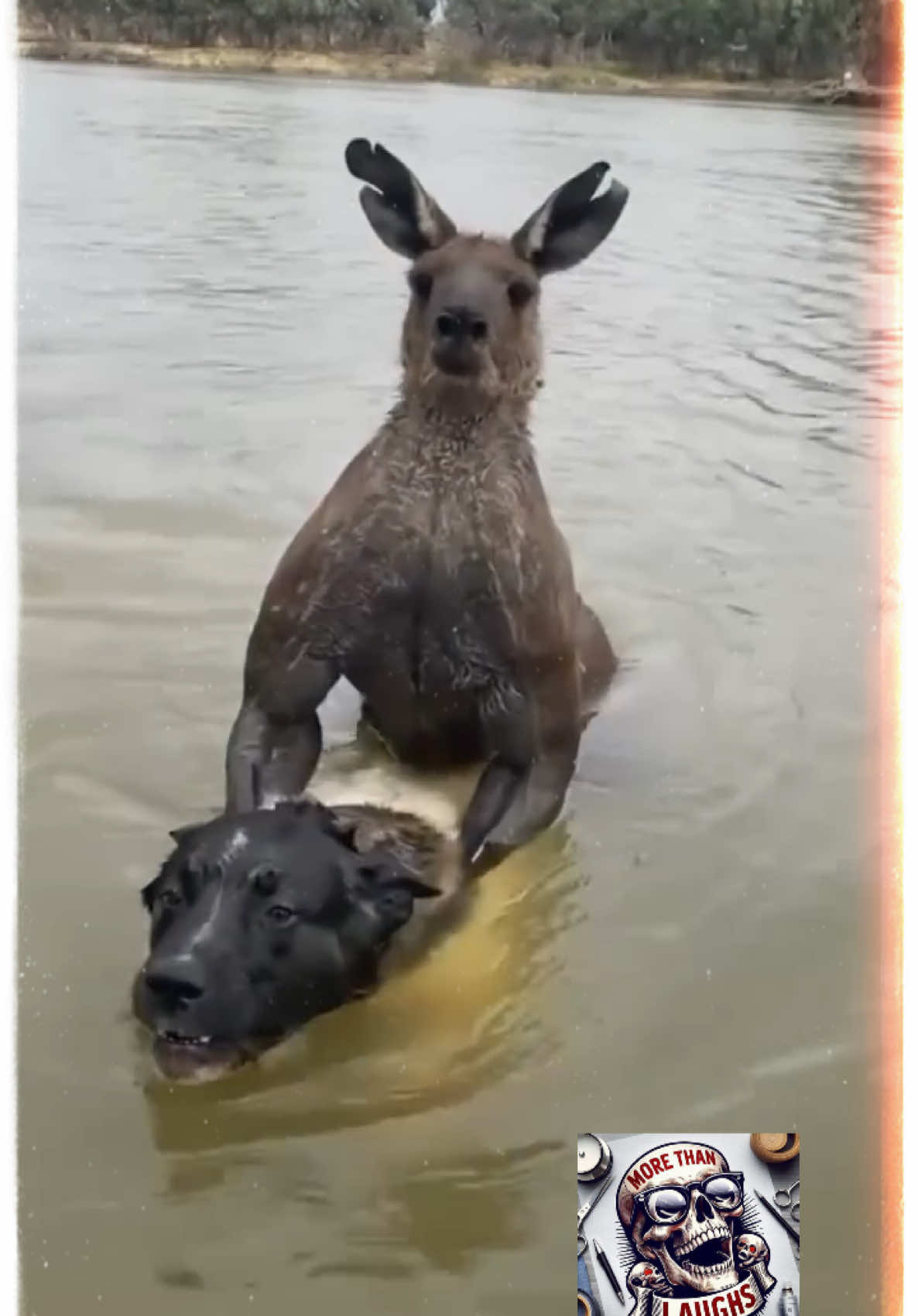 #Kangaroo Don’t Play 🦘 #Australia #Wildlife 🐩