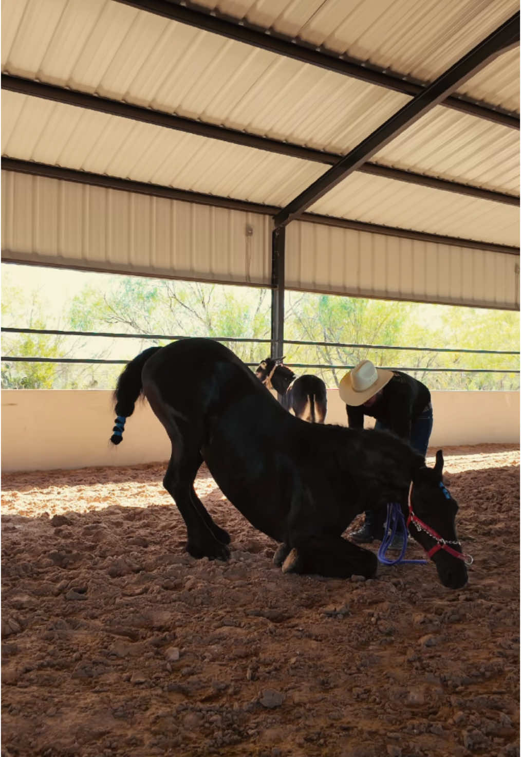 Primero la sentada ahora la acostada 🐎💯 #caballosfinos #caballos #caballosdeinstagram #caballosfrisones #caballosbailadores #caballosdebaile #caballos🐴 #jsiranch 