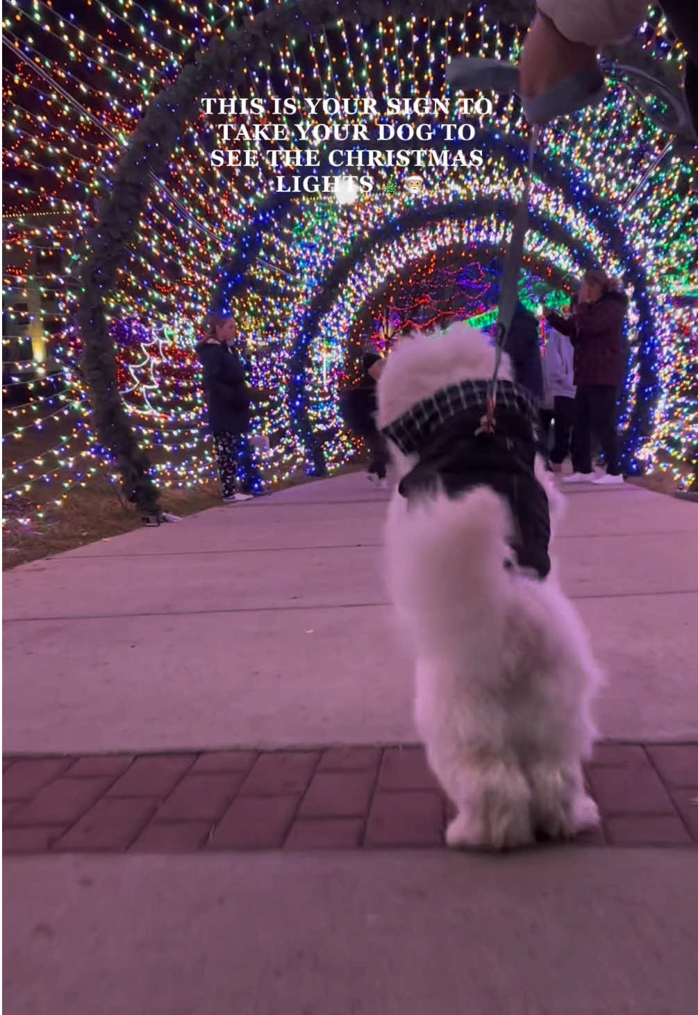 HE WAS SO EXCITED 😭🥹🤍 THIS IS YOUR SIGN TO TAKE YOUR DOG TO SEE CHRISTMAS LIGHTS  #christmaslights #maltipoopuppy #dogmom  #cutedog #maltipoo 