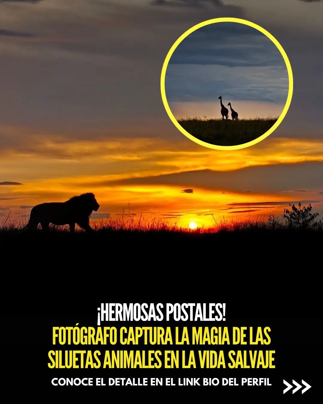 Un fotógrafo de vida silvestre ha capturado la esencia de la naturaleza con impresionantes siluetas de animales al amanecer y atardecer, destacando la magia entre luz y sombra en paisajes cautivadores. ✅ Conoce el detalle en el link bio del perfil. • • • #Fotografo #VidaSilvestre #Animales #Amanecer #Atardecer 