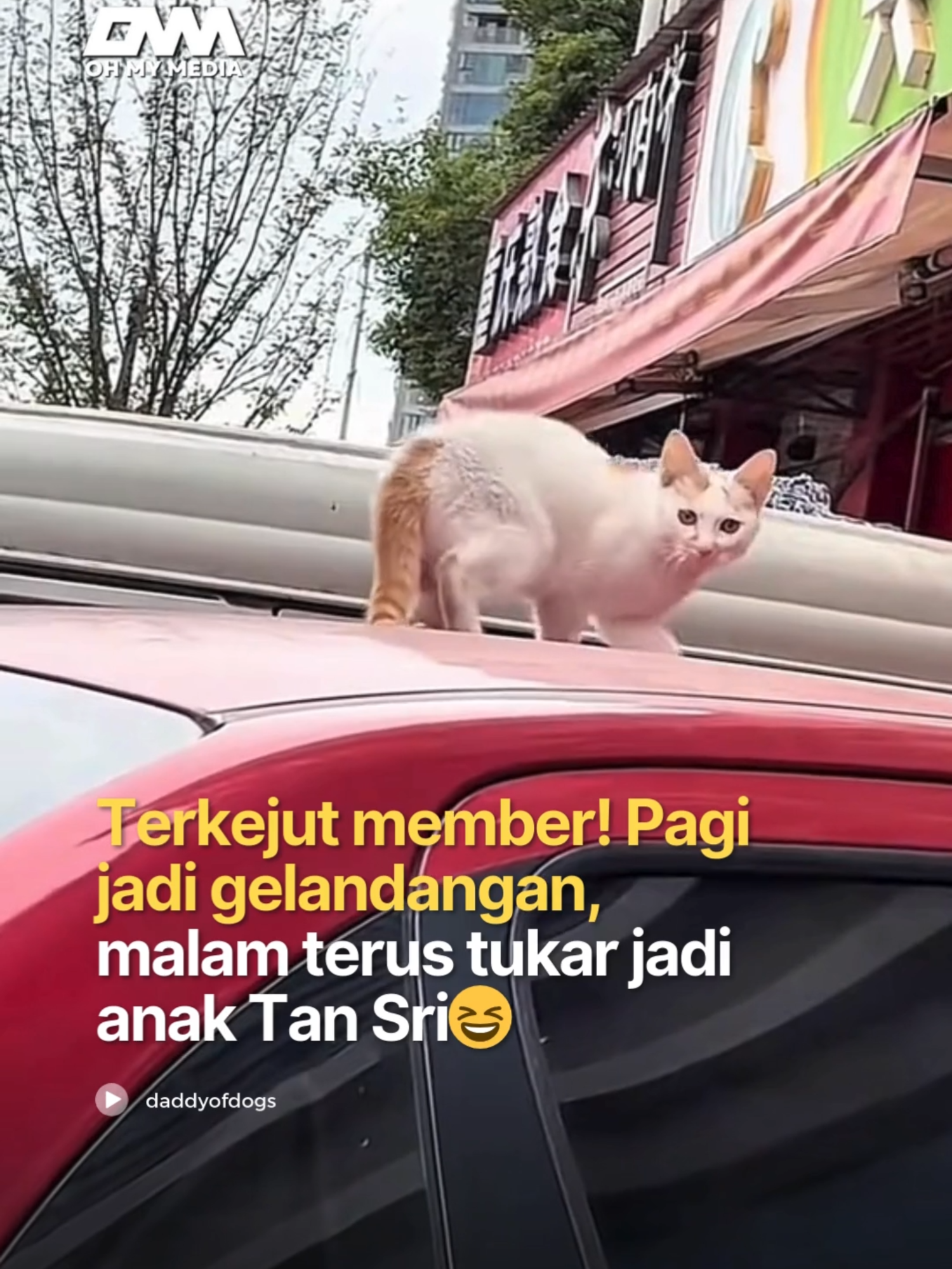 Bertuah kau cinggg😆dari gelandangan terus jadi orang kaya. #ommbest #ommmedia #viral #ohmymedia #kucing #cat #catlover