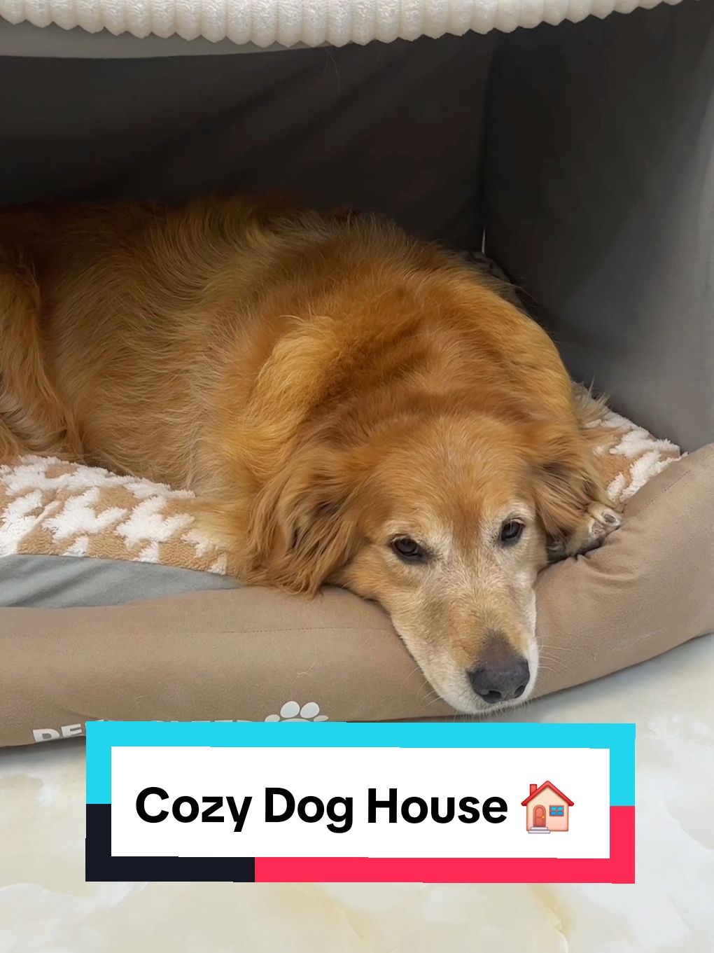 Cozy Dog House 🏠  #doghouse #dogproducts #dogsoftiktoks #dogs 