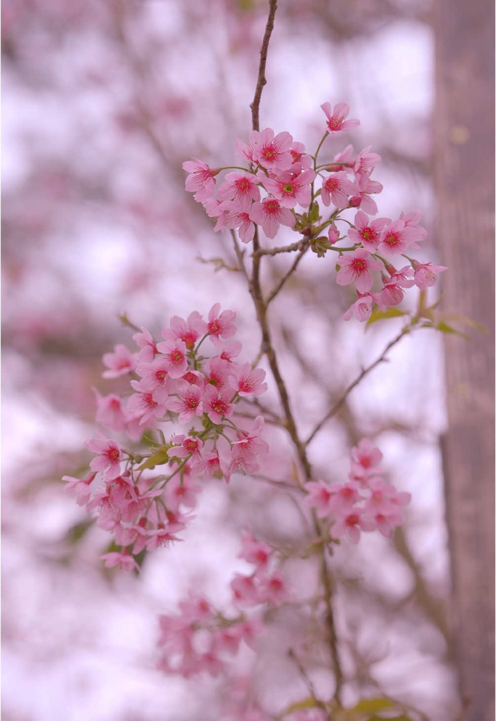 Đã có thể checkin những cây hoa anh đào rộ đầu tiên 🌸 #dalat #đàlạt #chill #canhdep #hoaanhdao #hoadao #hoadaodalat #dalatdreamer 