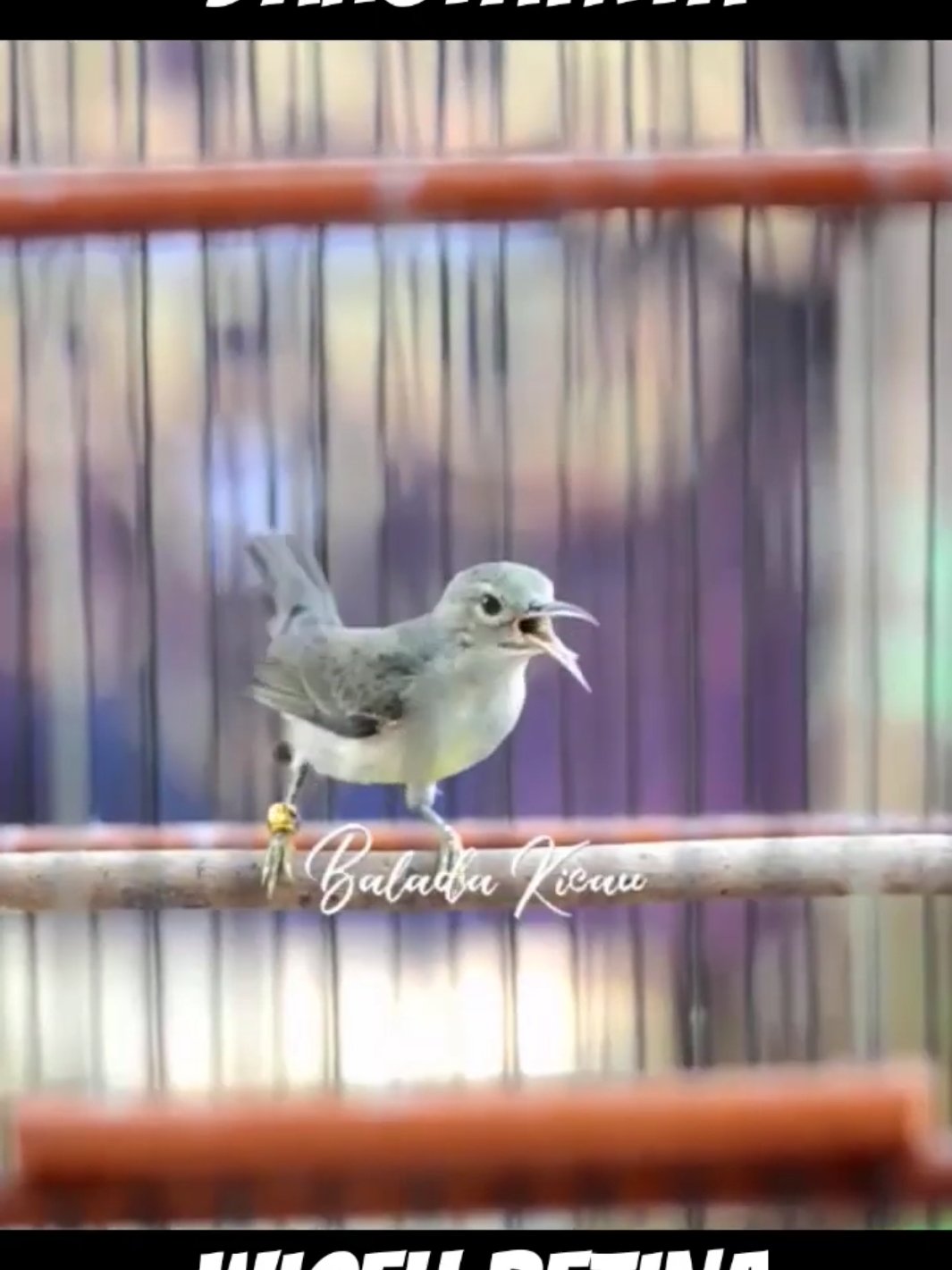KOLIBRI KELAPA BETINA #fyp #wiceh #wicehbetina #kolibri #kolibrimanggar #wicehbetinagacor 