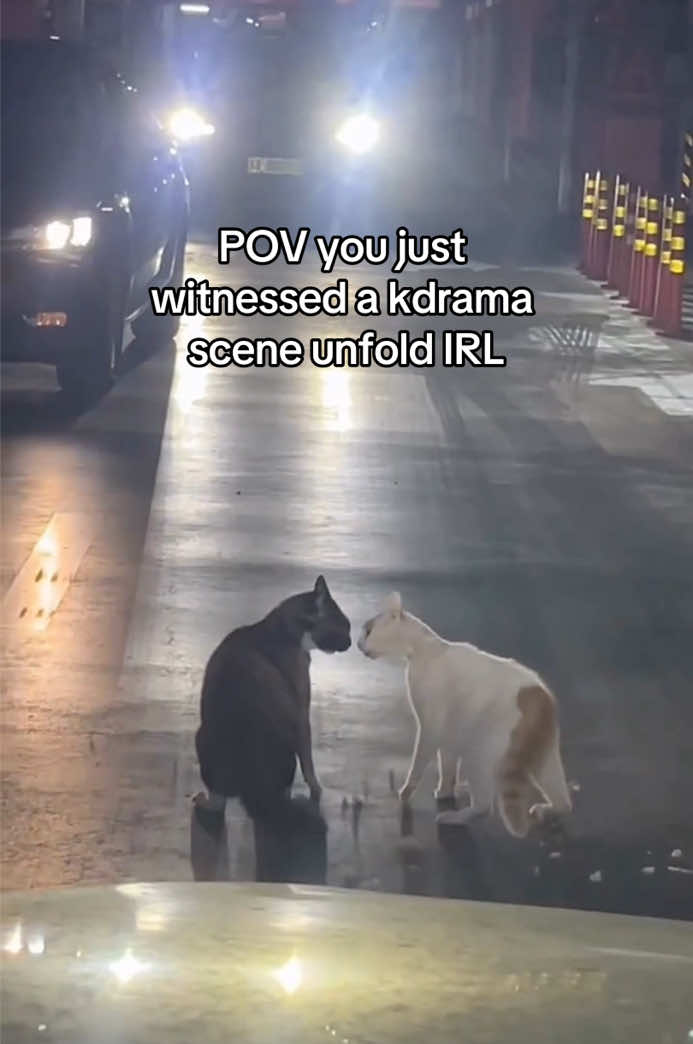 yo what kdrama is this 🧐 (song: WOULD’VE KNOWN by niko rain) #kdrama #keshi #catsvideo #kpop #cats #jdrama