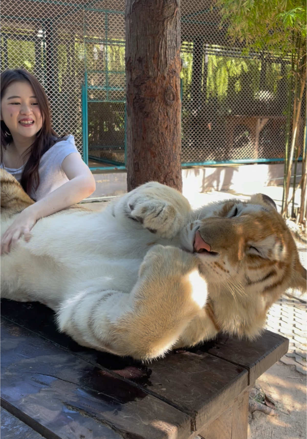 น้องละมุนเกินนะลูก 🐯❤️ #น้องสุดเขต #เสือ #แมวส้ม #แมวอ้วน #sud_khet #goldentabby #goldentabbytiger #zoo #สวนสัตว์tiktok #animal 