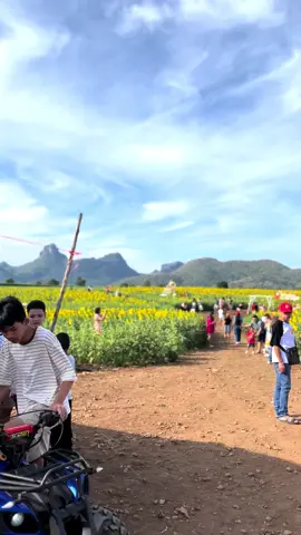 #ทุ่งทานตะวันบานที่ลพบุรี 🌻
