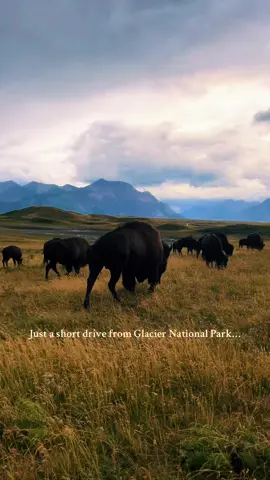 Video taken from behind a fence lol. Waterton Lakes National Park isn’t talked about enough! #WatertonLakesNationalPark #Alberta #AlbertaTravel #Canada #Glacier #Montana #MontanaTravel #GlacierNationalPark #NationalPark #Nomad #VanLife #Travel 