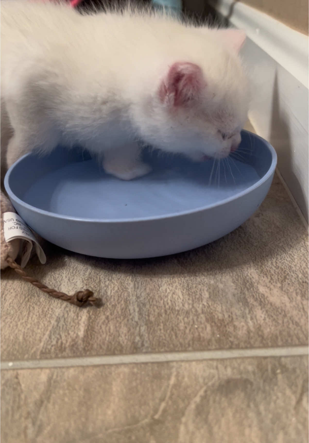 Who else can drink water and wash their hands at same time? #fypシ゚viral #kittens #kittylover #deafkitty #whitekitten #specialneedscat #rescueanimals #kittensoftiktok #kittensoftiktok #cute 