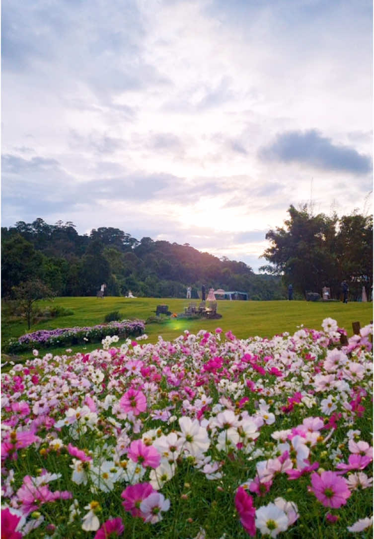 Giống như bầu trời lúc bình minh, sự bắt đầu lúc nào cũng rực rỡ ⛅️ #theflorest #hoatrongrung #dalat #xuhuong 