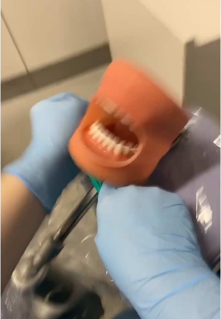 [edit: I had the clamp but it poppedd off and hit me in the face so I got mad and put it to the side] #fypシ #dentalstudent #dentalschool #typodont 