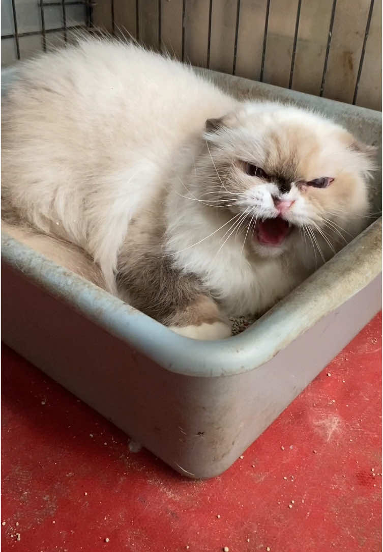 Kucing betina galak banget #kucing #kucinglucu #kucingtiktok #kucingku #kucinggemoy #cat #catsoftiktok #fyp #kucingimut #kucingviral #ragdoll #kucinggalak 