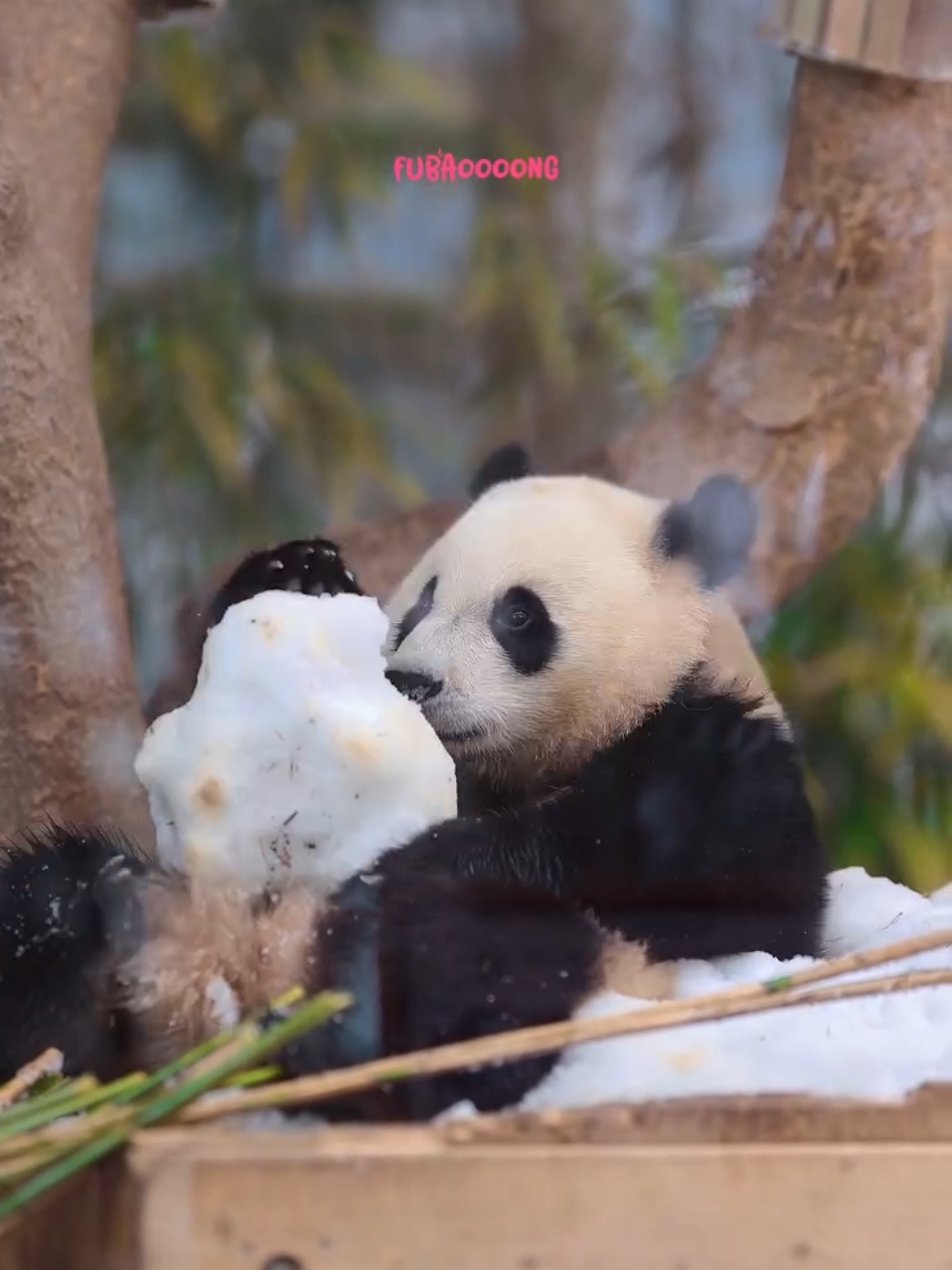 Con mê tuyết nhất luôn á cô chú ơi 🥰🥰🥰 #huibao #baofamily #panda 