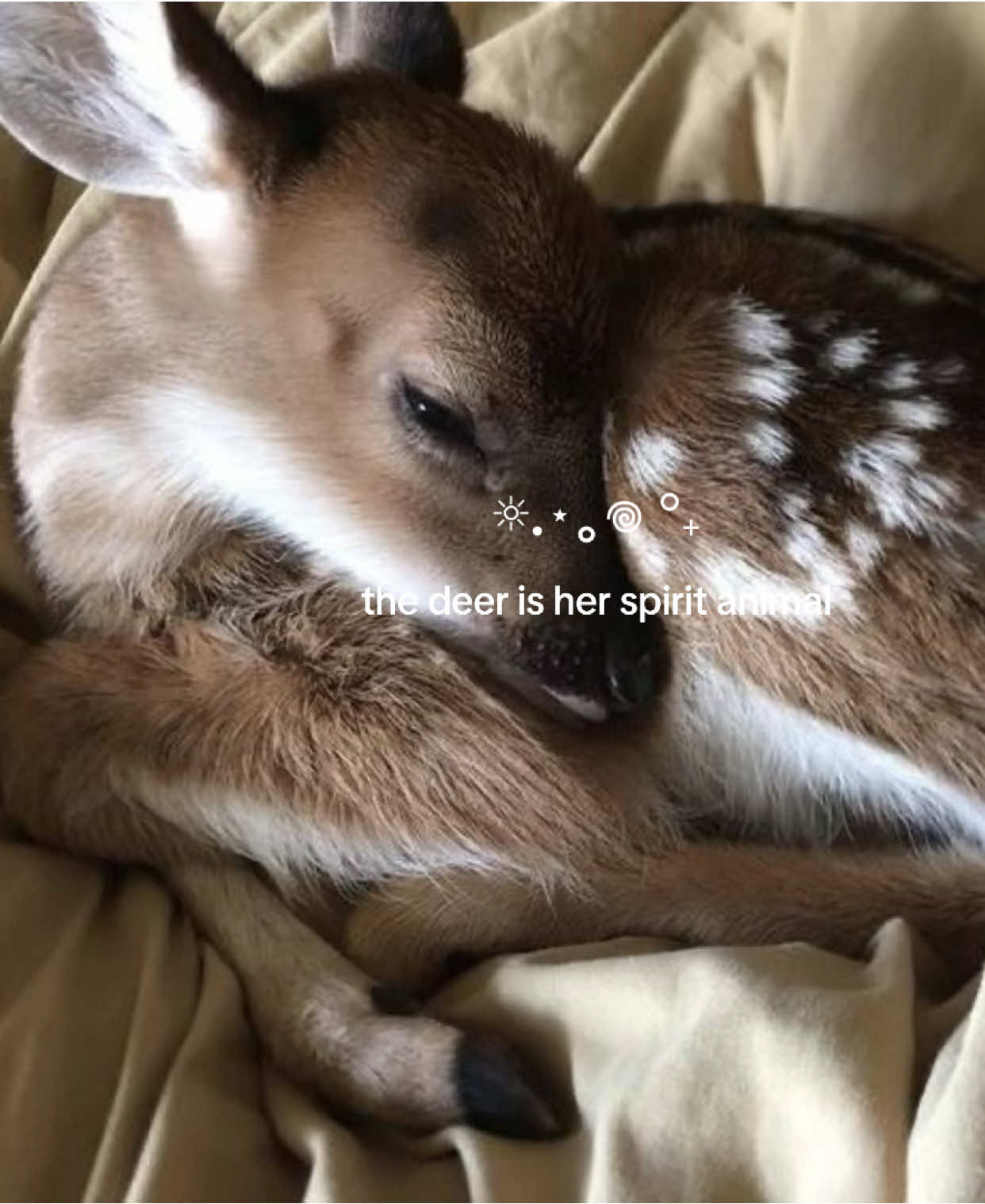 🦌🤎 #deer #aesthetic #pinterest #pinterestaesthetic #moodboard #moodboardaesthetic #deeraesthetic #deerpretty #animals #spiritanimal #fyp 