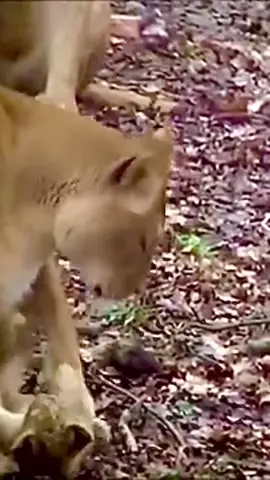 Baby lion trying to play with his mom ❤️! 🤨❤️!#shorts#baby🌲🌲🎄#lion🌲🌲🎄 #animals🌲🌲🎄 #virale#wildlife🌲🌲🎄 #foryou🌲🌲🎄 #lions 🌲🌲🎄 #cubs🌲🌲🎄 #droidyland🖤🖤 #fypシ゚viral #trend #xybca #wildlifephotography🌲🌲🎄 #viralvideos😭🌲🌲🎄 #حيونات_مفترسه_تمذح🤣🤣🤣🤣🤣🤣🤣🤣🤣 #leopards🦁💙🌳،🌳، #nature 🌲#wholesometiktok🌲🌲🎄 #earth #animalsfunny 🌲🌲🎄🌲