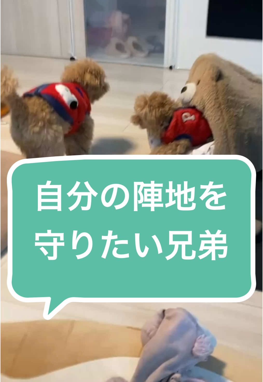 そんなに？？wwww#トイプードルとマルプー #犬の喧嘩 #今日のわんこ #守る犬 