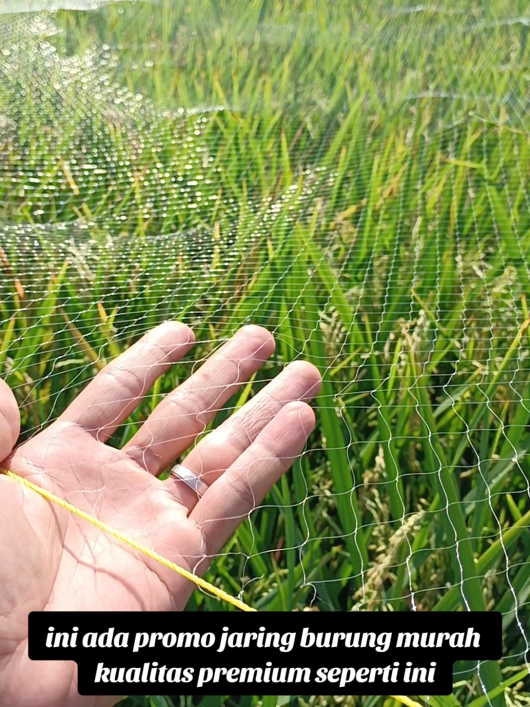 Promo jaring burung, jaring padi,  lubang 1, 1,5, 2, 2,5 dan 3 inci bonus 2 tali untuk jaring burung sawah seperti tekukur,  ruak,  kelelawar dll murah berkualitas ukuran 7,5 meter x 90 meter pilihannya petani milenial kualitas jaminan dari pabrik langsung yuk buruan chek keranjang kuning promo terbatas #fyp #berkebun #berkebundirumah #berkebundirumahaja #petani #petanimuda #petanimilenial #jaringburung #jaringburungkecil #jaringburungemprit #jaringikan #paktani #petanipadi #petanipadiindonesia #promo #murah #diskon #viral #trending 