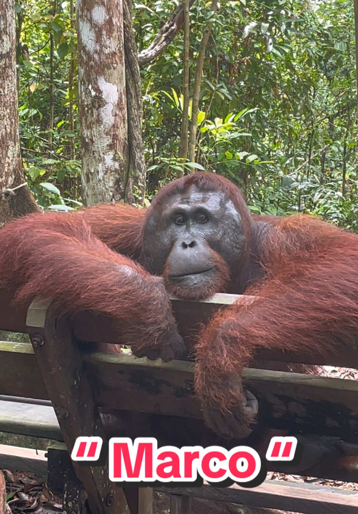 Salah satu jantan muda, namanya MARCO. #marco #indonesia #indian #african #safari #indonesia🇮🇩 #tiktoker #tiktokindia #orangutan #bacpacker #dayakkalimantan #destination #pesonaindonesia #tourist #wonderfulindonesia #wisata #pariwisata #world #photo #photography #photographer #november #prancis #orangutanhouseboattour #opentrip #houseoftiktok #tanjungputingnationalpark #amazon #bdtiktokofficial #wildlife #traveltiktok #travel #tour #trip #journey #bestfriend #jungle #holiday #earth #world 