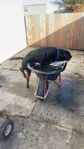 No pool at the dog park calls for a wheelbarrow cool down at home🥵 #rottie #rottweiler #dogswimming #wheelbarrow #moose #cooldown 