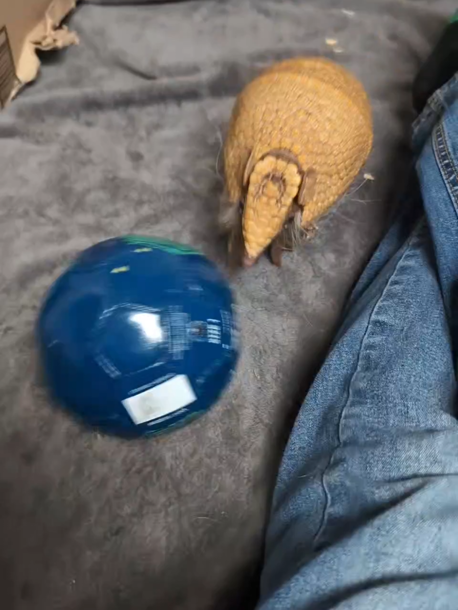 You already know who it is #croissant🥐 #LIVEhighlights #TikTokLIVE #LIVE #Soccer #futbol #armadillo #animals 