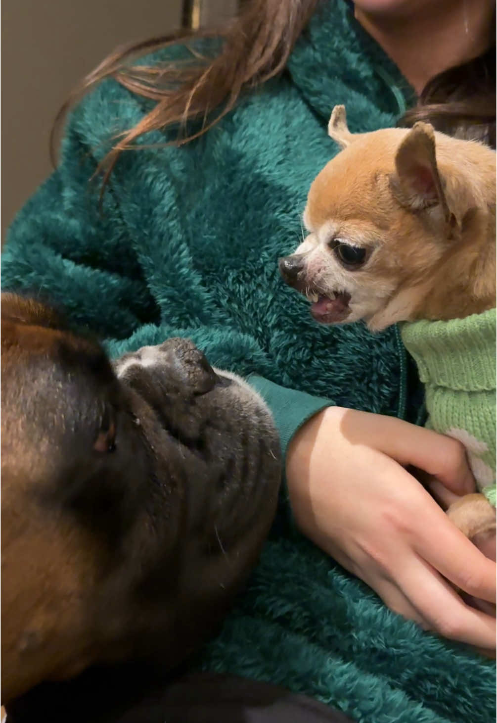 Why are chihuahua’s the most evil looking dogs 😳 Chihuahua looking evil growling at boxer dog…. #chihuahua #chihuahuastiktok #dog #dogsoftiktok #boxerdog #fyp #boxerdogsoftiktok 
