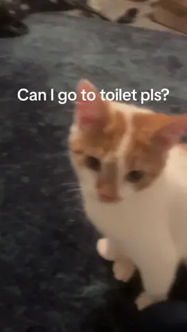 Crazy plot twist🤯#plottwist #cat #orangecat #whitecat #cartiktoks #fyp 